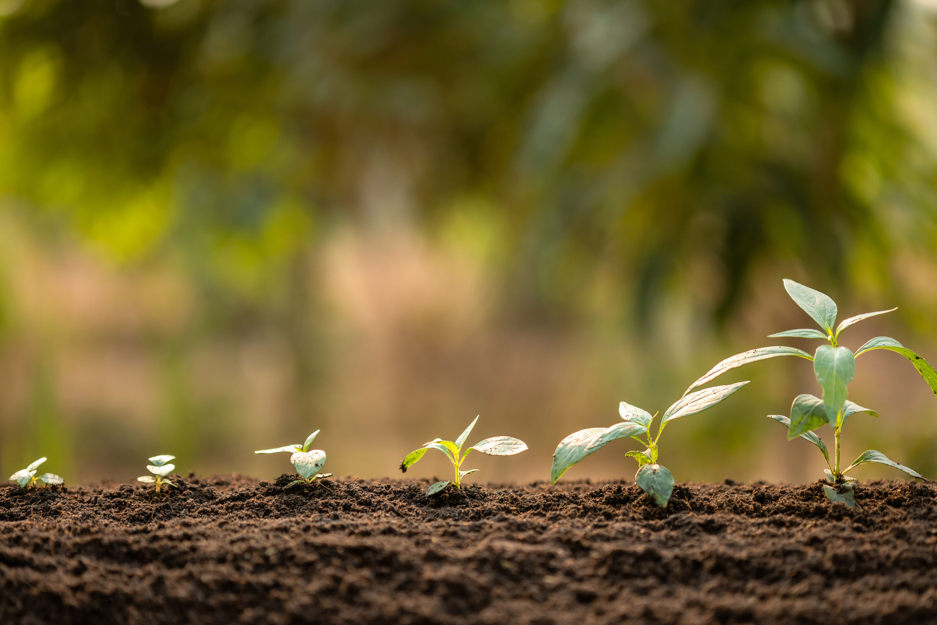 Young plant seedlings growing in soil